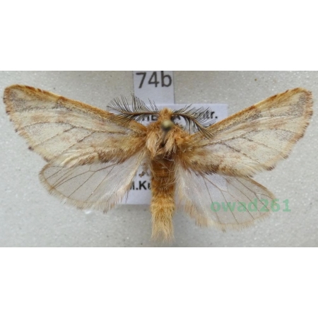 Ptilophora plumigera (Denis & Schiffermüller, 1775) Czech74b
